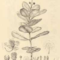 4. BYRSONIMA umbellata.