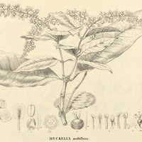 5. MECKELIA multiflora.