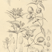 6. DICELLA bracteosa.