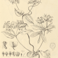 7. STIGMAPHYLLON Martianum.
