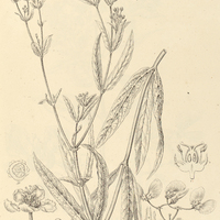 8. BANISTERIA vernoniaefolia.