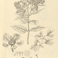 9. BANISTERIA pruinosa.