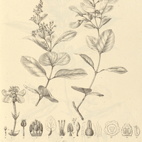 10. HETEROPTERIS trichanthera.