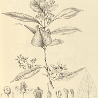 11. HETEROPTERIS aceroides.
