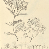 12. HETEROPTERIS helicina.