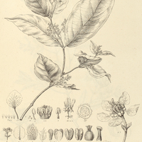 13. TETRAPTERIS nitida.
