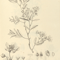 14. TETRAPTERIS longebracteata.