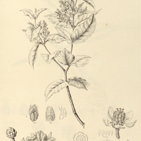 15. TETRAPTERIS maranhamensis.