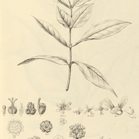 16. TETRAPTERIS squarrosa.