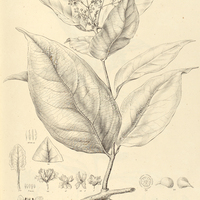 17. TETRAPTERIS Poeppigiana.
