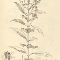 18. MASCAGNIA coriacea.