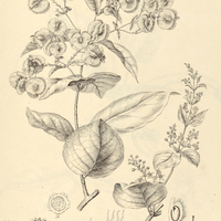 19. MASCAGNIA elegans.