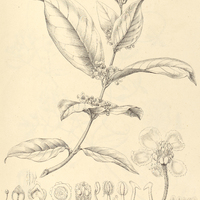 20. HIRAEA chrysophylla.