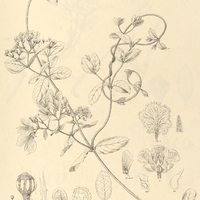 21. IANUSIA amazonica.