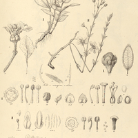 22. CAMAREA I. hirsuta, II. triphylla.