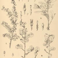 23. ERYTHROXYLUM I. betulaceum, II. parvistipulatum, III. Nummularia.