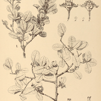 24. ERYTHROXYLUM I. vacciniifolium, II. ovalifolium.