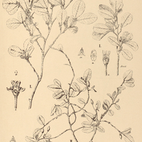 25. ERYTHROXYLUM I. distortum, II. Buxus.