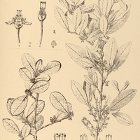 26. ERYTHROXYLUM I. Daphnites, II. revolutum.