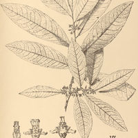 27. ERYTHROXYLUM coelophlebium.