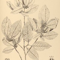 28. ERYTHROXYLUM pulchrum.