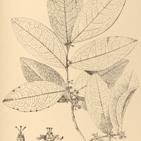 29. ERYTHROXYLUM columbinum.
