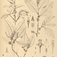 30. ERYTHROXYLUM I. micranthum, II. Spruceanum, III. Paraënse.