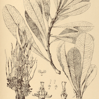 31. ERYTHROXYLUM tortuosum.