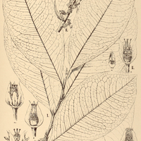 32. ERYTHROXYLUM I. macrophyllum II. macrocnemium.