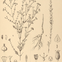 33. HYPERICUM I. myrianthum, II. cordiforme.