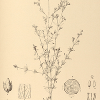 34. HYPERICUM Brasiliense.