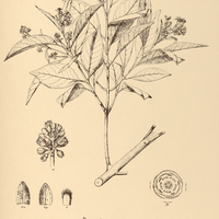 35. VISMIA micrantha.