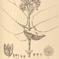 38. VISMIA latifolia.