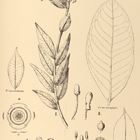 40. MARCGRAVIA I. polyantha, II. rectiflora.