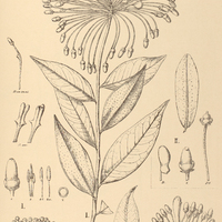 41. MARCGRAVIA I. myriostigma, II. oblongifolia, III. crenata.