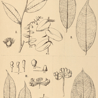 42. MARCGRAVIA I. umbellata, II. candata, III. parviflora, IV. nervosa.