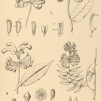 43. MARCGRAVIA I. coriacea.II. EichIeriana, III. oligandra.