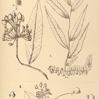 44. MARCGRAVIA I. picta, II. Trianae.