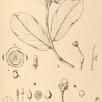 45. NORANTEA I. mixta, Il. cuneifolia, III. peduncularis.