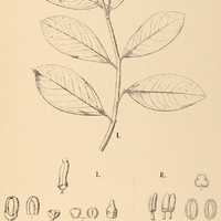 46. NORANTEA I. Delpiniana, II. adamantium.