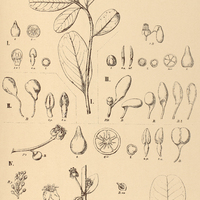 47. NORANTEA I. oxystylis, II. cacabifera, III. Guianensis, IV. Brasiliensis.