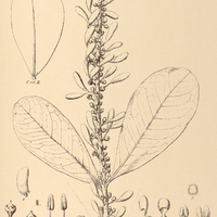 48. NORANTEA I. Goyazensis, II. Jussiaei, III. anomala.
