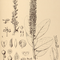 49. RUYSCHIA I. clusiaefolia, II. sphaeradenia.