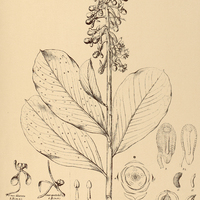 50. SOUROUBEA Guianensis.