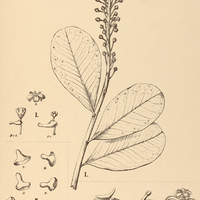 51. SOUROUBEA I. exauriculata, II. pilophora, III. crassipes.