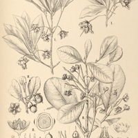 52. TERNSTROEMIA I. Candolleana, II. alnifolia.