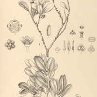 53. TERNSTROEMIA I. cuneifolia, II. andina.