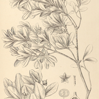 54. TERNSTROEMIA I. oleaefolia, II. var. latifolia.