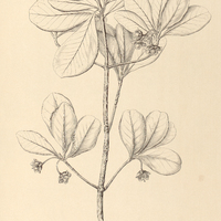 55. TERNSTROEMIA laevigata.