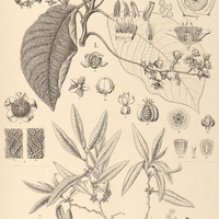 56. I. SAURAUJA bullosa — II. FREZIERA boliviensis, III. F. sericea.